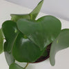 Load and play video in Gallery viewer, Peperomia Rain Drop &#39;Polybotrya&#39;