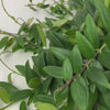 Load and play video in Gallery viewer, Lipstick Plant &#39;Aeschynanthus Caro&#39;