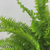 Load and play video in Gallery viewer, Boston Fern &#39;Nephrolepis Exaltata&#39;