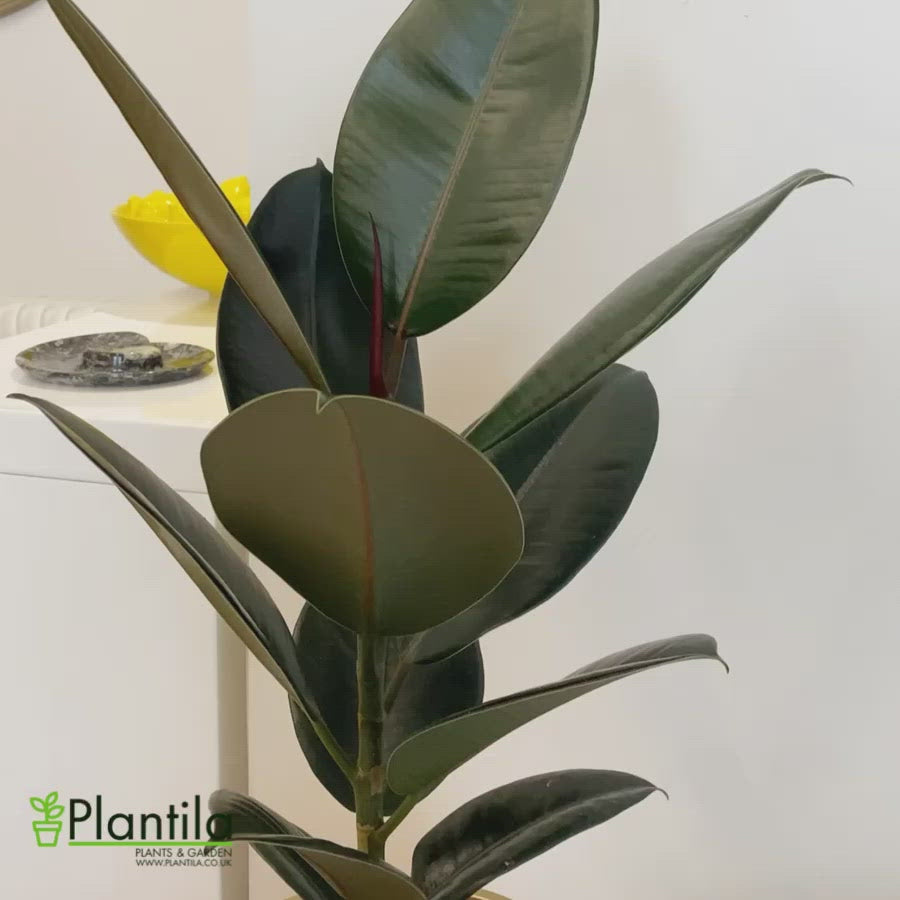 Buy Rubber Plant (Ficus Elastica) - Indoor Plant | Plantila.co.uk