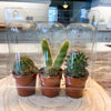 Cactus Trio Mini Blister Mix - Plantila