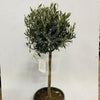 Load image into Gallery viewer, Olea Europaea Olive Tree 3ft - Plantila