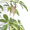 Load image into Gallery viewer, Plant Animal Orangutan - Plantila