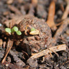Load image into Gallery viewer, Seedball Cloud Meadow Wildflower Seed Tin - Plantila