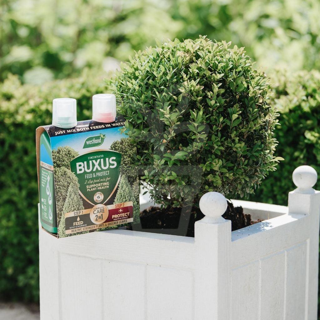 Westland Buxus 2 in 1 Feed & Protect - Plantila