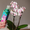 Westland Orchid Feed 200ml - Plantila