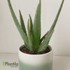 Aloe Vera Indoor Plants - Home Plants | Plantia