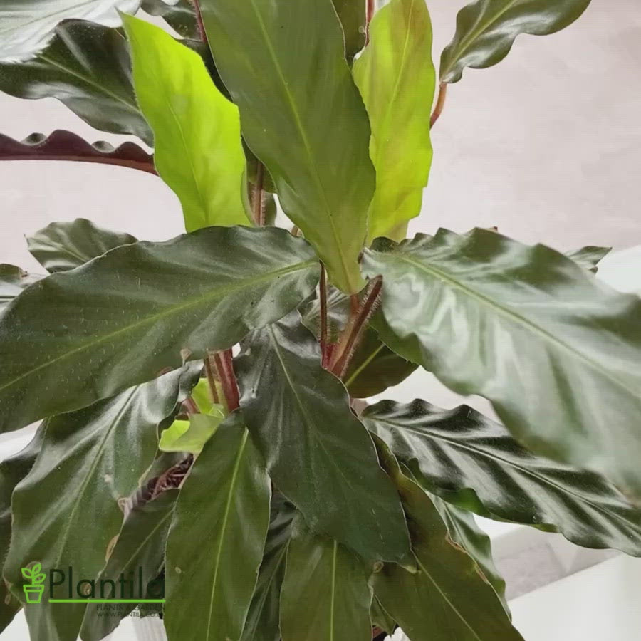 Calathea Velvet Feather 'Rufibarba' - Pet Friendly Plants | Plantila